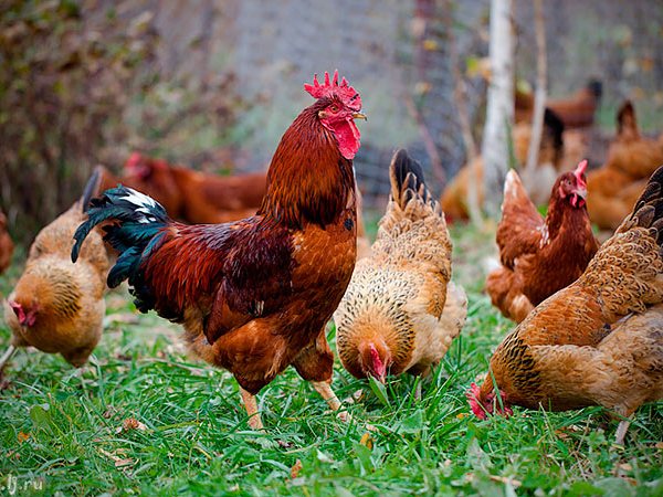 Породы куриц | ЗооТом - продажа, вязка и услуги для животных в Чухломе