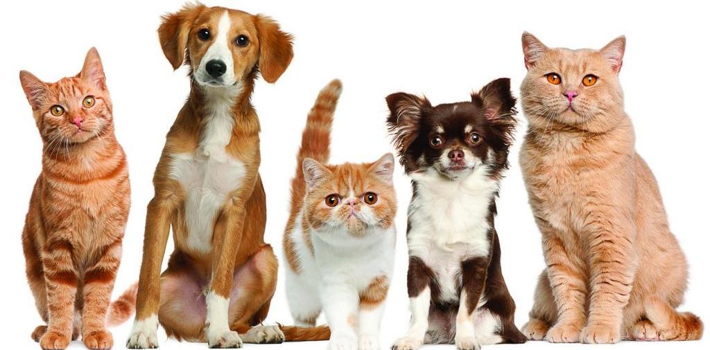 Доска объявлений о животных | ЗооТом - продажа, вязка и услуги для животных в Чухломе
