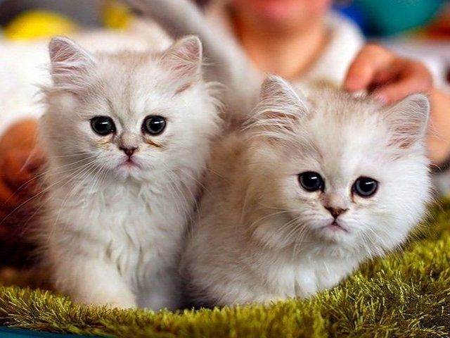 Породы кошек в Чухломе | ЗооТом портал о животных