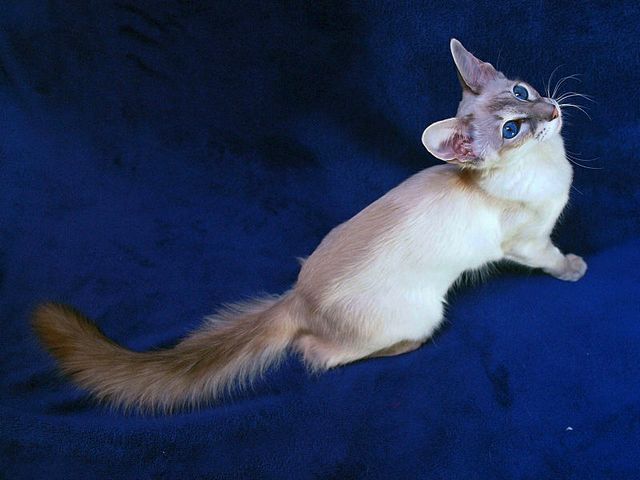 Выведенные породы кошек в Чухломе | ЗооТом портал о животных