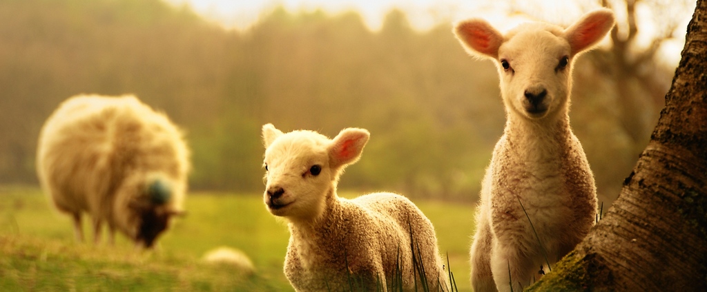 Объявления о сельскохозяйственных животных | ЗооТом - продажа, вязка и услуги для животных в Чухломе