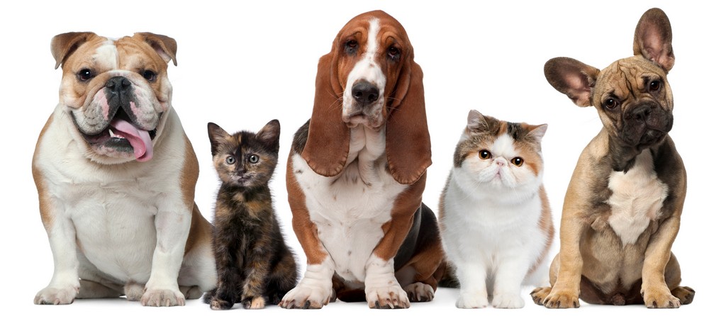 Объявления о животных | ЗооТом - продажа, вязка и услуги для животных в Чухломе