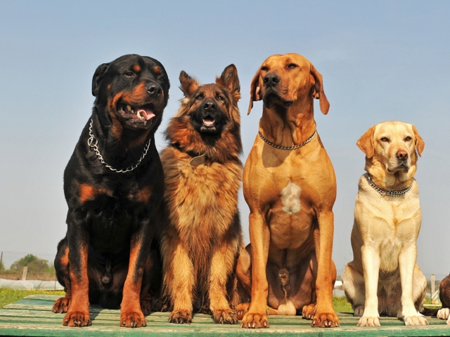 Крупные породы собак в Чухломе | ЗооТом портал о животных