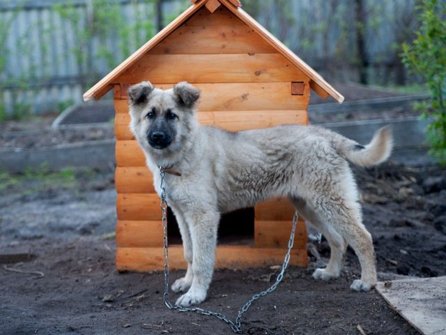 Все о собаках в Чухломе Все о собаках в Чухломе